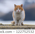Cat 01 122752532