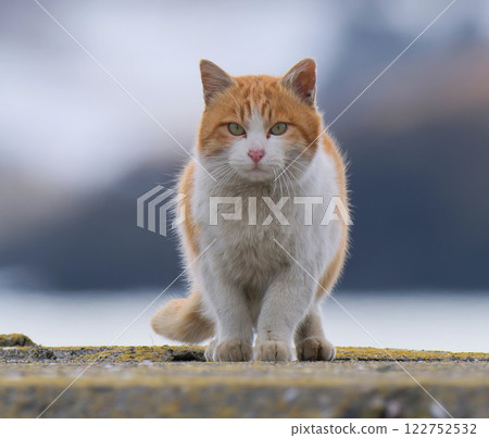 Cat 01 122752532