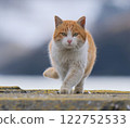 Cat 02 122752533