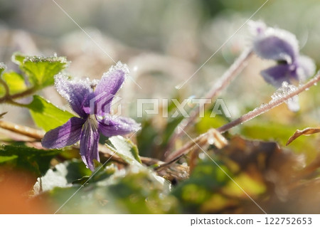 A cold morning, frosted violets 122752653