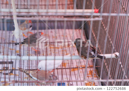 被關在籠子裡的可愛小鳥 122752686