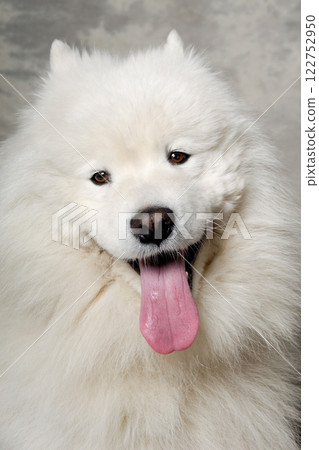 Face of samoyed dog 122752950