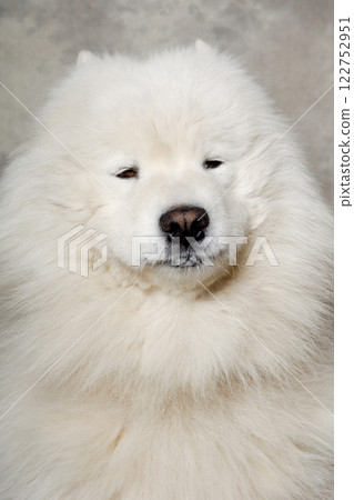 Face of samoyed dog Face of samoyed dog 122752951
