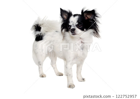 Chihuahua isolated on white background 122752957