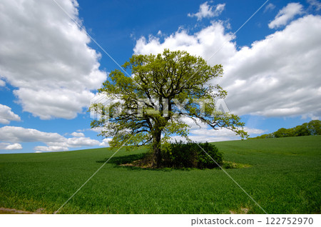 Tree on hill Tree on hill 122752970