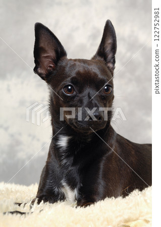 Black puppy dog 122752981