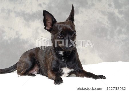 Black puppy dog Black puppy dog 122752982