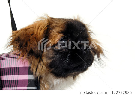 Face of puppy dog in bag Face of puppy dog in bag 122752986