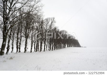 Trees at winter 122752994
