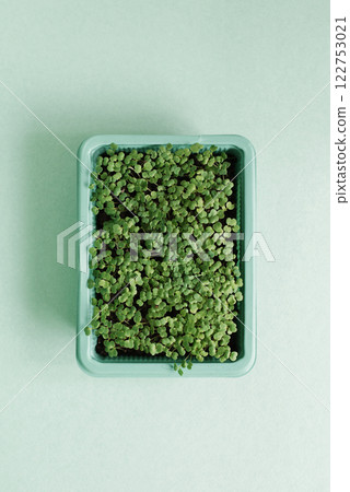 Plastic tray of seedlings arugula on green table Plastic tray of seedlings arugula on green table 122753021