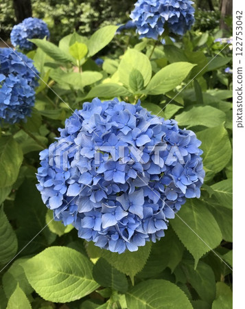 Blue hydrangeas blooming in the grounds of Sogo Reido 122753042
