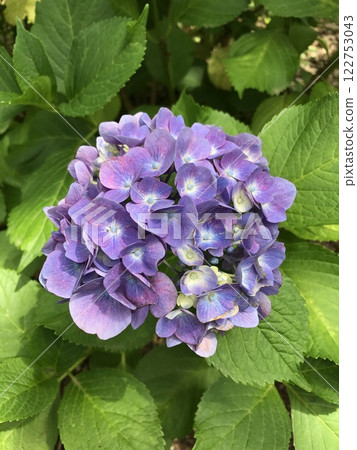 崇光墓園內盛開的紫色繡球花 122753043