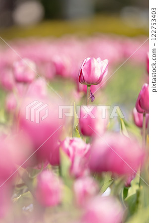 Tulips at Funabashi Andersen Park Tulips at Funabashi Andersen Park 122753403