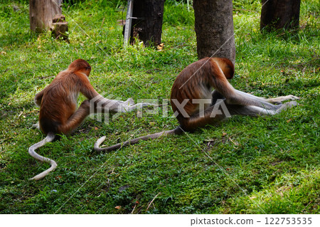 Bekantan or proboscis monkey perches on a tree stump, surrounded by lush greenery, showcasing its distinctive features and playful demeanor. Bekantan or proboscis monkey perches on a tree stump, surrounded by lush greenery, showcasing its distinctive features and playful demeanor. 122753535