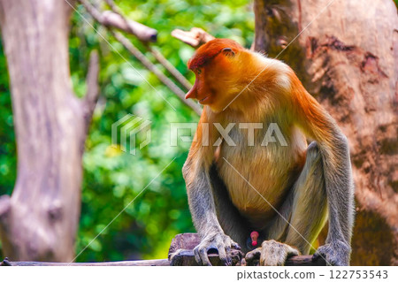 Bekantan or proboscis monkey perches on a tree stump, surrounded by lush greenery, showcasing its distinctive features and playful demeanor. Bekantan or proboscis monkey perches on a tree stump, surrounded by lush greenery, showcasing its distinctive features and playful demeanor. 122753543