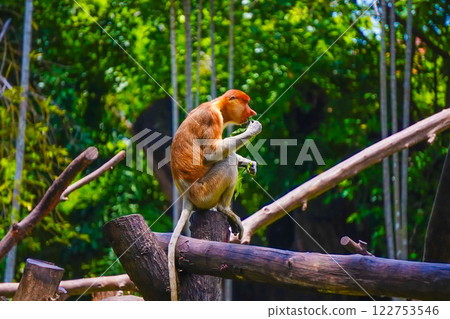 Bekantan or proboscis monkey perches on a tree stump, surrounded by lush greenery, showcasing its distinctive features and playful demeanor. Bekantan or proboscis monkey perches on a tree stump, surrounded by lush greenery, showcasing its distinctive features and playful demeanor. 122753546