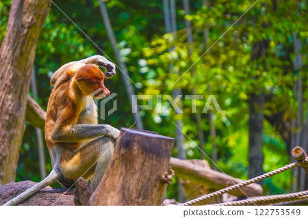 Bekantan or proboscis monkey perches on a tree stump, surrounded by lush greenery, showcasing its distinctive features and playful demeanor. Bekantan or proboscis monkey perches on a tree stump, surrounded by lush greenery, showcasing its distinctive features and playful demeanor. 122753549