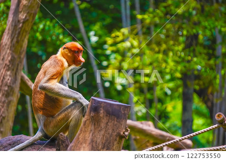 Bekantan or proboscis monkey perches on a tree stump, surrounded by lush greenery, showcasing its distinctive features and playful demeanor. Bekantan or proboscis monkey perches on a tree stump, surrounded by lush greenery, showcasing its distinctive features and playful demeanor. 122753550