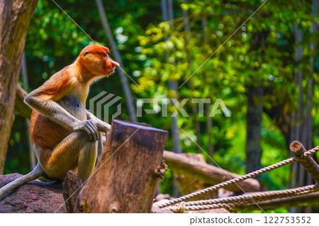 Bekantan or proboscis monkey perches on a tree stump, surrounded by lush greenery, showcasing its distinctive features and playful demeanor. Bekantan or proboscis monkey perches on a tree stump, surrounded by lush greenery, showcasing its distinctive features and playful demeanor. 122753552