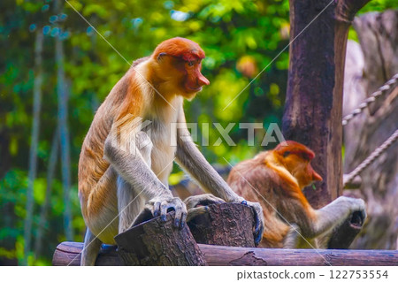 Bekantan or proboscis monkey perches on a tree stump, surrounded by lush greenery, showcasing its distinctive features and playful demeanor. Bekantan or proboscis monkey perches on a tree stump, surrounded by lush greenery, showcasing its distinctive features and playful demeanor. 122753554