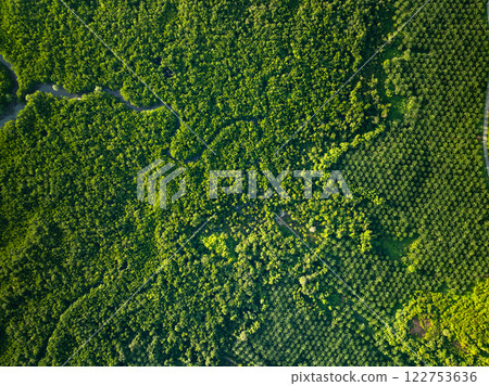 Amazing abundant mangrove forest, Aerial view of forest trees Rainforest ecosystem and healthy environment background, Texture of green trees forest top down, High angle view Amazing abundant mangrove forest, Aerial view of forest trees Rainforest ecosystem and healthy environment background, Texture of green trees forest top down, High angle view 122753636