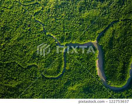 Amazing abundant mangrove forest, Aerial view of forest trees Rainforest ecosystem and healthy environment background, Texture of green trees forest top down, High angle view Amazing abundant mangrove forest, Aerial view of forest trees Rainforest ecosystem and healthy environment background, Texture of green trees forest top down, High angle view 122753637