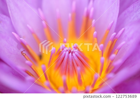 紫花 紫花 122753689