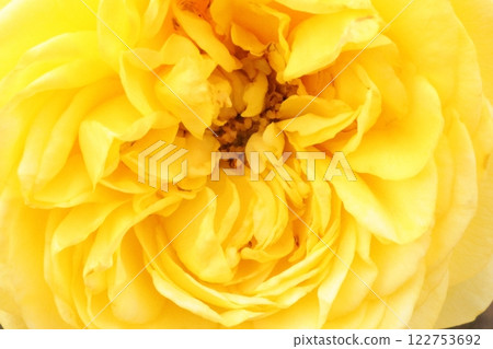 Autumn yellow rose close-up Autumn yellow rose close-up 122753692