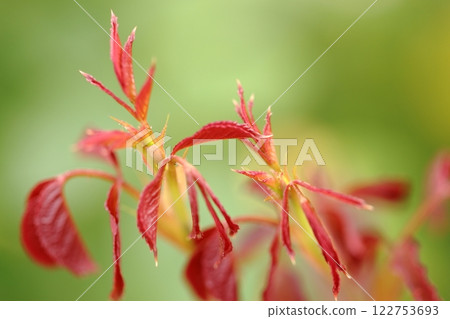 Red leaves Red leaves 122753693