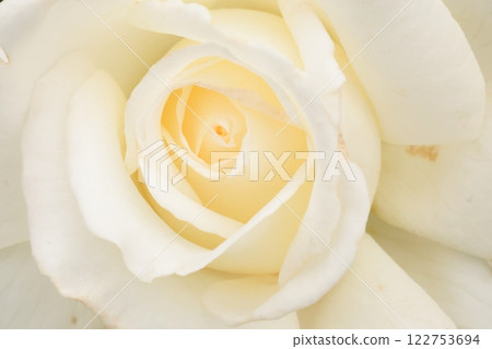 Autumn white rose petals 122753694