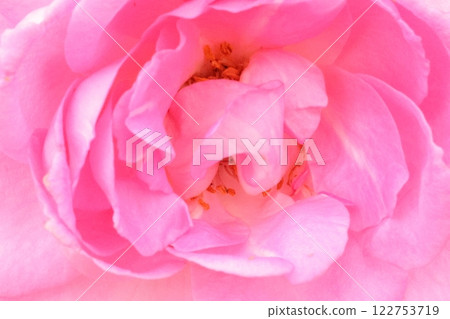 Autumn pink rose petals 122753719