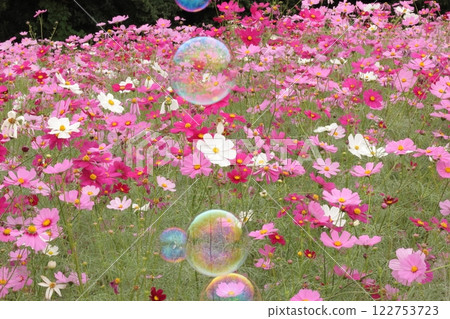 Soap bubbles dancing in a cosmos field Soap bubbles dancing in a cosmos field 122753723