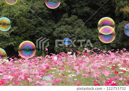Soap bubbles dancing in a cosmos field Soap bubbles dancing in a cosmos field 122753732