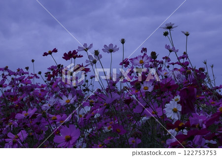 多雲天空盛開的波斯菊 多雲天空盛開的波斯菊 122753753