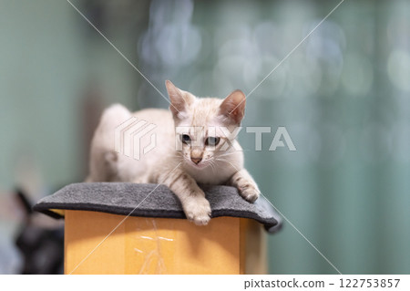 Cute cat is top carton box on blurry background. Cute little kitten is sitting and looking above the box. 122753857