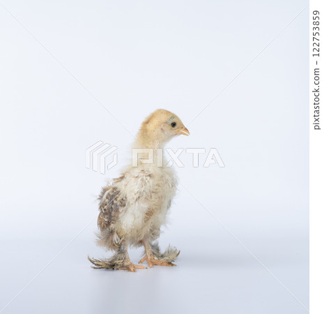 Portrait of cute baby chick Cochin on white background. Mini Cochin chicken has a small round shape and has feathers on its feet. 122753859