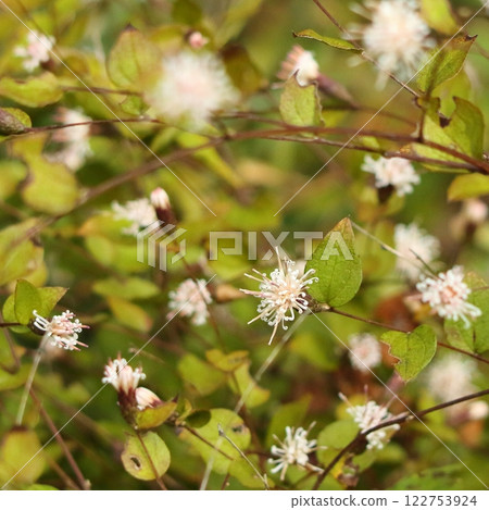 Flower of Koyabuki 122753924