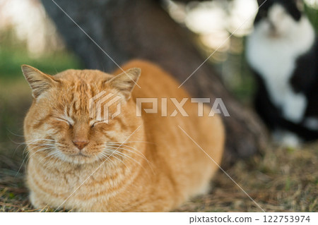 三浦市三崎市城島 122753974