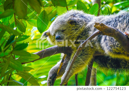 A Malayan binturong or Arctictis binturong is lounging on a branch of a shady tree in a cool atmosphere with a gentle breeze. A Malayan binturong or Arctictis binturong is lounging on a branch of a shady tree in a cool atmosphere with a gentle breeze. 122754123