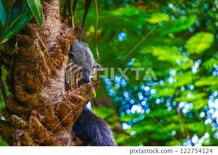 A Malayan binturong or Arctictis binturong is lounging on a branch of a shady tree in a cool atmosphere with a gentle breeze. 122754124