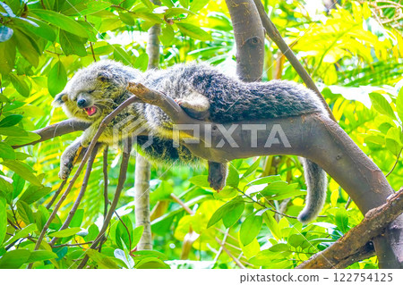 A Malayan binturong or Arctictis binturong is lounging on a branch of a shady tree in a cool atmosphere with a gentle breeze. 122754125