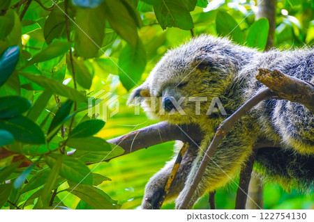 A Malayan binturong or Arctictis binturong is lounging on a branch of a shady tree in a cool atmosphere with a gentle breeze. 122754130