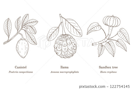 Collection of edible and medicinal plants 122754145