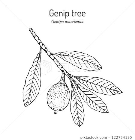Genip tree (Genipa americana), edible and medicinal plant 122754150