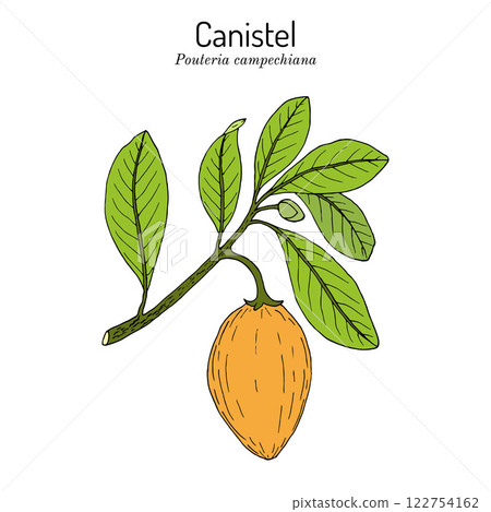 Cupcake fruit or canistel Pouteria campechiana , edible and medicinal plant 122754162