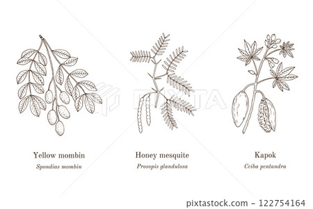 Collection of medicinal plants 122754164