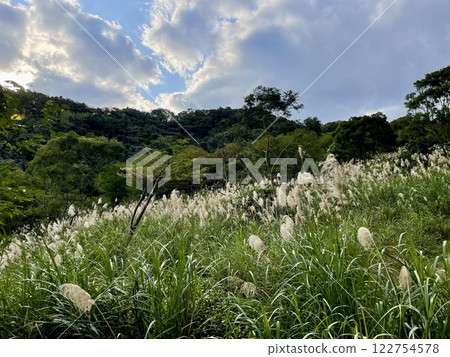 Miscanthus on the hillside on a sunny day 02 122754578
