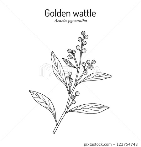 Golden wattle Acacia pycnantha , edible and medicinal plant 122754748
