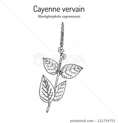 Cayenne snakeweed or false verbena Stachytarpheta cayennensis , medicinal plant Cayenne snakeweed or false verbena Stachytarpheta cayennensis , medicinal plant 122754753