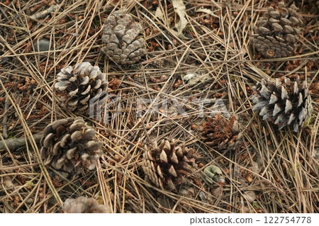 Pine cone that fell to the ground 122754778